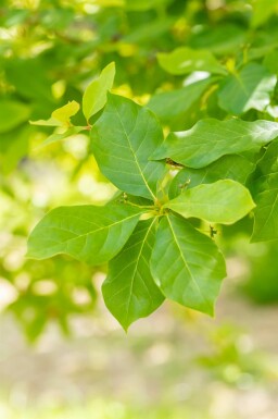 Aucune image disponible