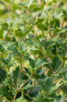 Aucune image disponible