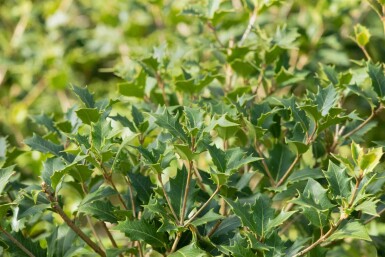 Osmanthus heterophyllus arbuste 60-80 cm