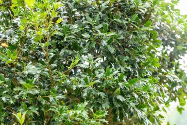 Osmanthus heterophyllus arbuste 60-80 cm