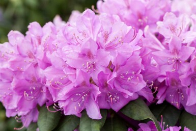 Rhododendron catawbiense 'Boursault' arbuste 60-80 cm