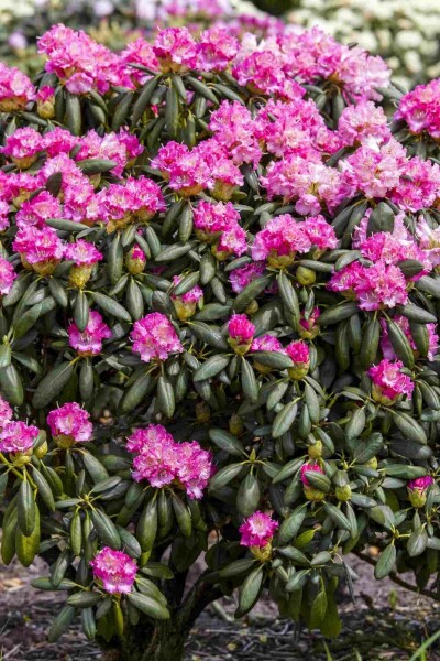 Rhododendron 'Germania' arbuste 50-60 cm
