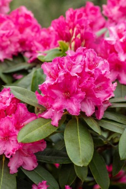 Rhododendron 'Germania' arbuste 50-60 cm