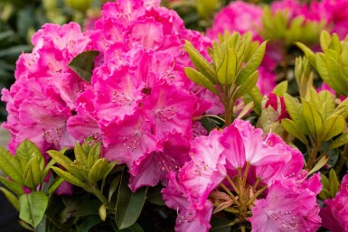 Rhododendron 'Germania' arbuste 60-70 cm