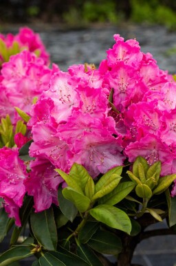 Rhododendron 'Germania' arbuste 60-70 cm