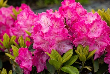 Rhododendron 'Germania' arbuste 60-70 cm