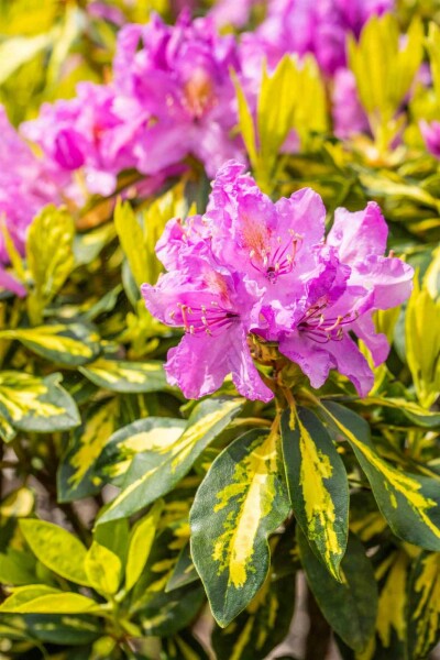 Rhododendron 'Goldflimmer' arbuste 30-40 cm