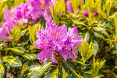 Rhododendron 'Goldflimmer' arbuste 30-40 cm