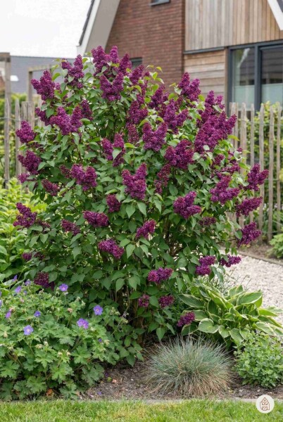 Syringa vulgaris 'Andenken an Ludwig Spath' arbuste 30-40 cm