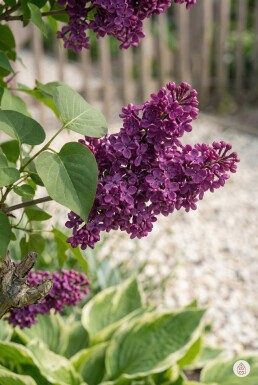 Syringa vulgaris 'Andenken an Ludwig Spath' arbuste 100-125 cm