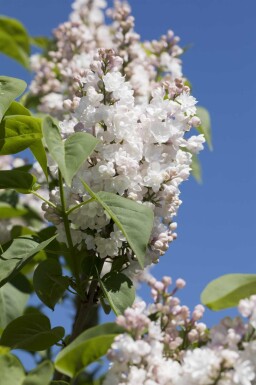 Syringa vulgaris 'Beauty of Moscow' arbuste 50-60 cm