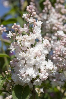 Syringa vulgaris 'Beauty of Moscow' arbuste 50-60 cm