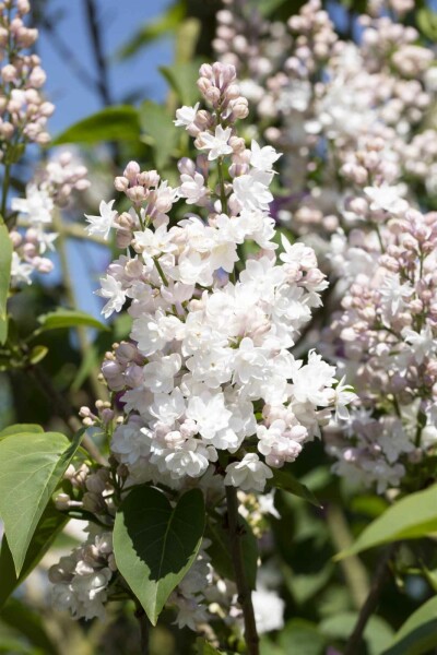 Syringa vulgaris 'Beauty of Moscow' arbuste 80-100 cm