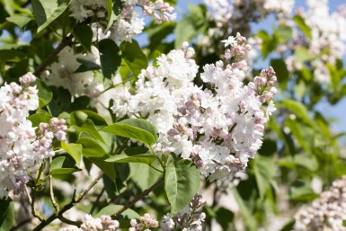 Syringa vulgaris 'Beauty of Moscow' arbuste 80-100 cm