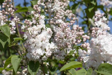 Syringa vulgaris 'Beauty of Moscow' arbuste 125-150 cm