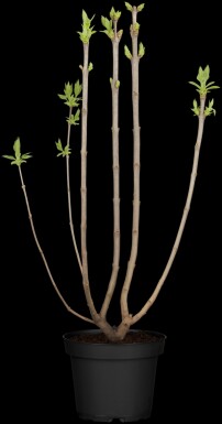 Syringa vulgaris 'Beauty of Moscow' arbuste 125-150 cm