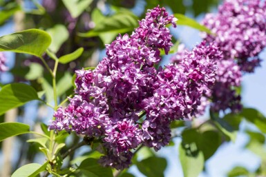 Syringa vulgaris 'Charles Joly' arbuste 40-50 cm