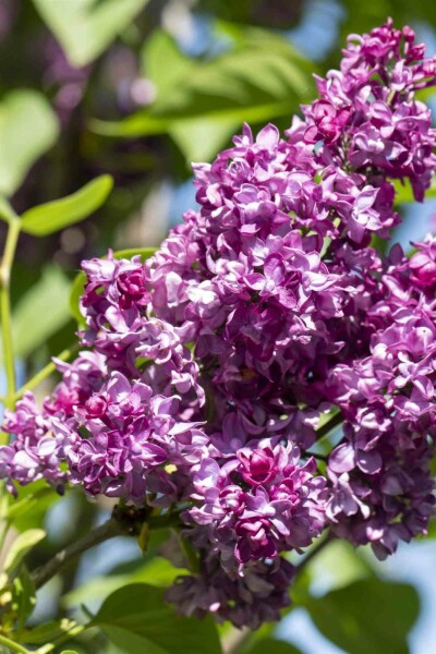 Syringa vulgaris 'Charles Joly' arbuste 100-125 cm
