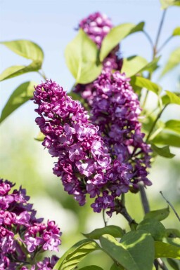 Syringa vulgaris 'Charles Joly' arbuste 100-125 cm