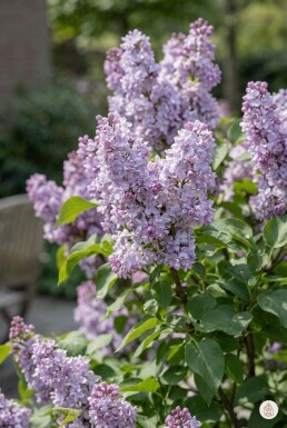 Syringa vulgaris 'Michel Buchner' arbuste 60-80 cm