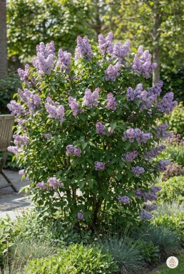 Syringa vulgaris 'Michel Buchner' arbuste 80-100 cm