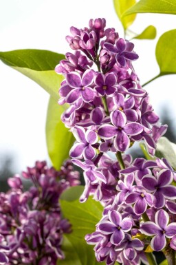 Syringa vulgaris 'Sensation' arbuste 100-125 cm