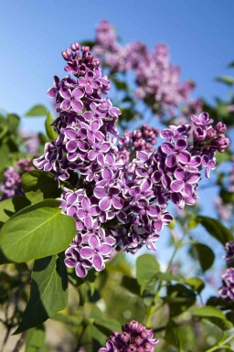 Syringa vulgaris 'Sensation' arbuste 100-125 cm