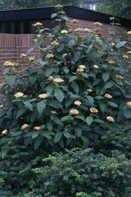 Viburnum rhytidophyllum arbuste 60-80 cm