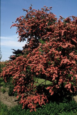 aubépine à deux styles Crataegus laevigata 'Paul's Scarlet' arbuste Crataegus laevigata 'Paul's Scarlet' arbuste