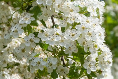 Crataegus laevigata 'Plena' struik