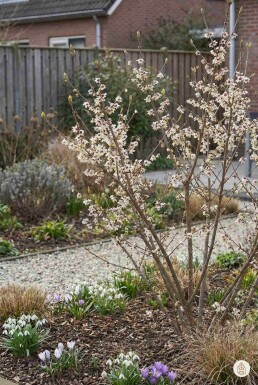 Chimonanthus praecox arbuste 20-30 cm