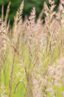 Mélange Splendeur d’Été