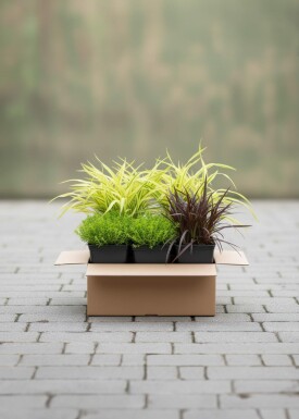 Mélange Splendeur de Graminées