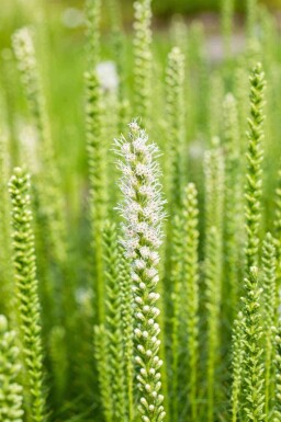 Mélange Brise d’Été