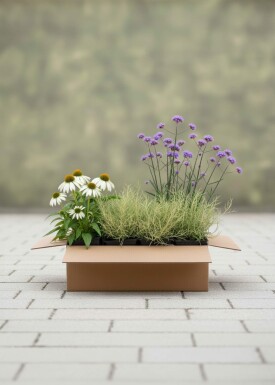 Mélange Élégance Ensoleillée