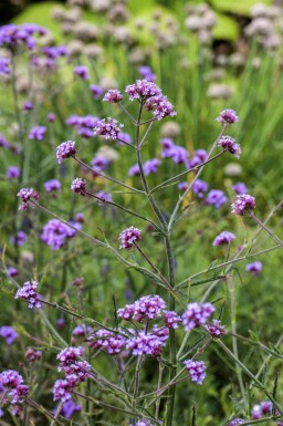 Mélange Élégance Ensoleillée