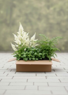 Mélange Charme de la Forêt