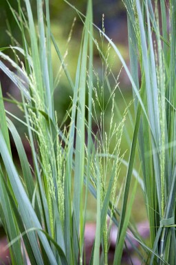 Panicum virgatum 'Northwind'