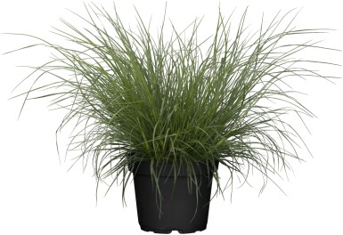 Pennisetum alopecuroides