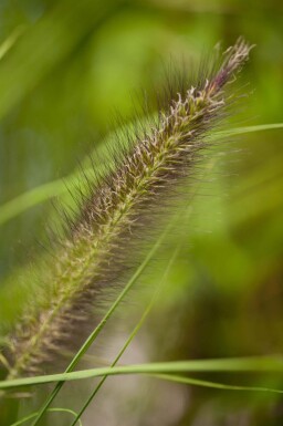 Pennisetum alopecuroides 'Viridescens'