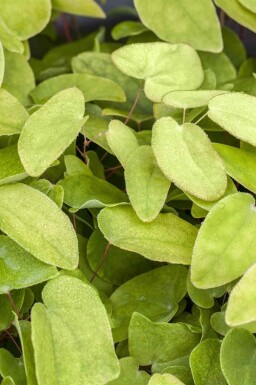 Aucune image disponible