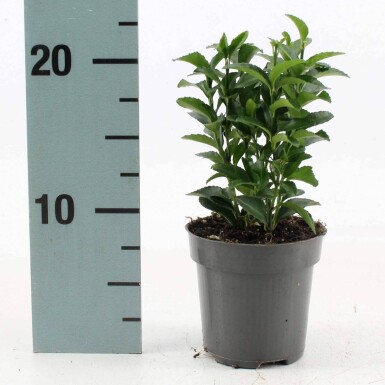 Euonymus japonicus 'Green Spire' arbuste 40-45 cm