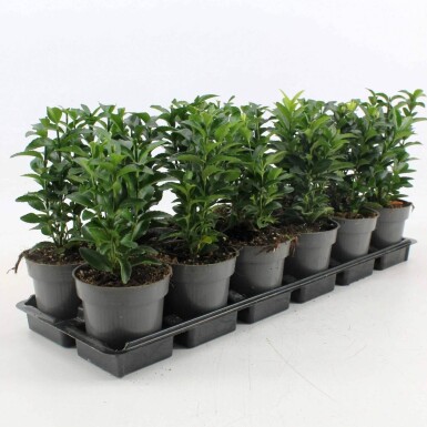 Euonymus japonicus 'Green Spire' arbuste 40-45 cm