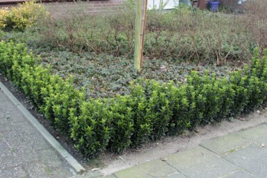 Euonymus japonicus 'Green Spire' arbuste 40-45 cm