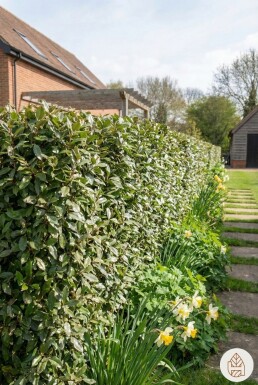Eléagnus / Elaeagnus Ebbingei 50-60 cm