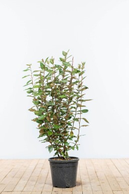 Eléagnus / Elaeagnus Ebbingei 80-100 cm
