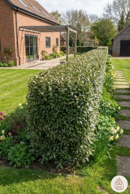 Eléagnus / Elaeagnus Ebbingei 80-100 cm