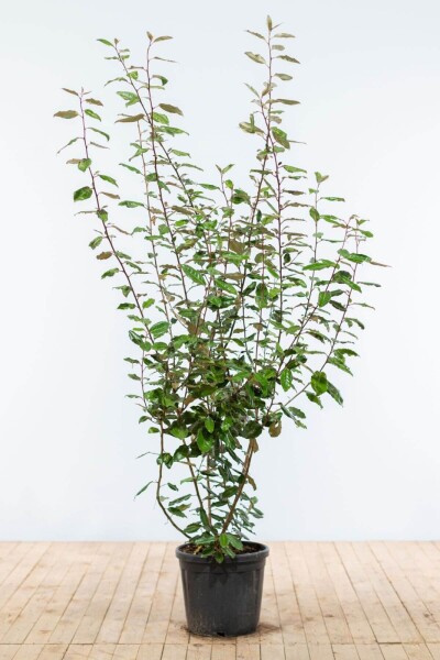 Eléagnus / Elaeagnus Ebbingei 175-200 cm