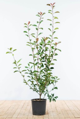 Photinia Fraseri Red Robin 100-125 cm