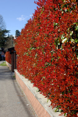 Photinia Fraseri Red Robin 100-125 cm